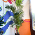 Areca Palm - Chrysalidocarpus lutescens - British Grown - Sprouts of Bristol