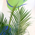Areca Palm - Chrysalidocarpus lutescens - British Grown - Sprouts of Bristol