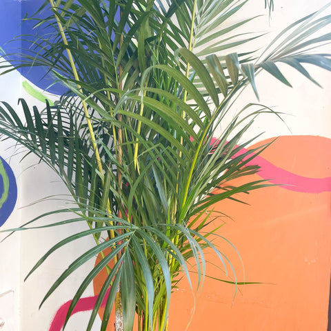 Areca Palm - Chrysalidocarpus lutescens - British Grown - Sprouts of Bristol