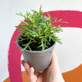 Argyranthemum 'Madeira Double Red' - UK Grown - Sprouts of Bristol
