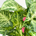 Arrowhead Vine - Syngonium nephphytis - Sprouts of Bristol