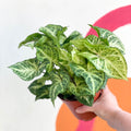 Arrowhead Vine - Syngonium nephphytis - Sprouts of Bristol