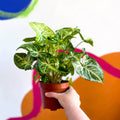 Arrowhead Vine - Syngonium nephphytis - Sprouts of Bristol