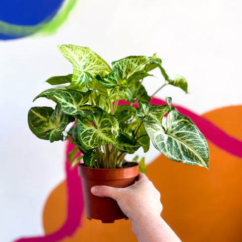 Arrowhead Vine - Syngonium nephphytis - Sprouts of Bristol