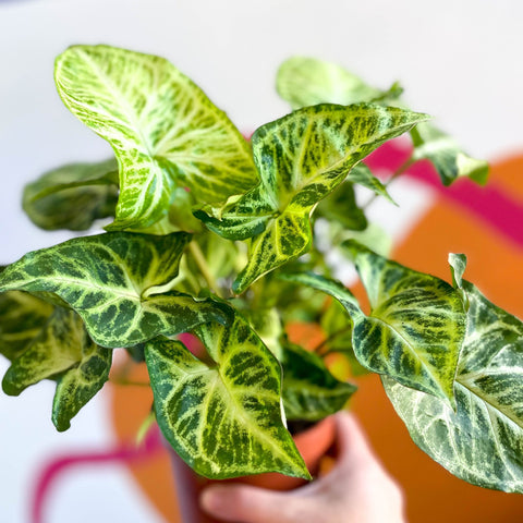 Arrowhead Vine - Syngonium nephphytis - Sprouts of Bristol