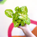 Arrowhead Vine - Syngonium podophyllum 'Berry' - Sprouts of Bristol