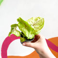 Arrowhead Vine - Syngonium podophyllum 'Berry' - Sprouts of Bristol