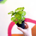 Arrowhead Vine - Syngonium podophyllum 'Berry' - Sprouts of Bristol