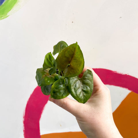 Arrowhead Vine - Syngonium podophyllum 'Maria' - Sprouts of Bristol