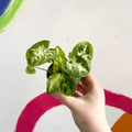 Arrowhead Vine - Syngonium podophyllum 'Pixie' - Sprouts of Bristol