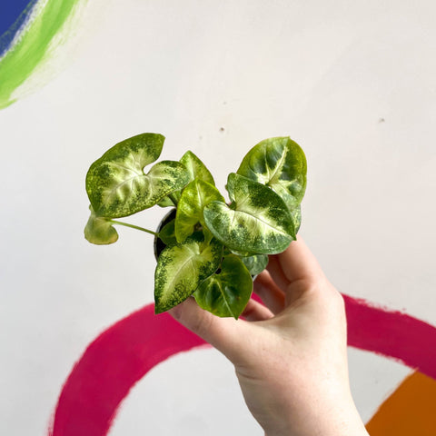 Arrowhead Vine - Syngonium podophyllum 'Pixie' - Sprouts of Bristol
