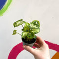 Arrowhead Vine - Syngonium podophyllum 'Pixie' - Sprouts of Bristol