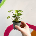 Arrowhead Vine - Syngonium podophyllum 'Pixie' - Sprouts of Bristol