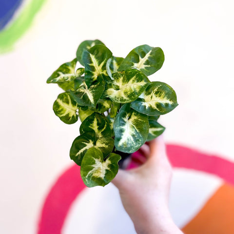 Arrowhead Vine - Syngonium podophyllum 'Pixie' - Sprouts of Bristol