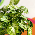Arrowhead Vine - Syngonium podophyllum 'Pixie' - British Grown - Sprouts of Bristol