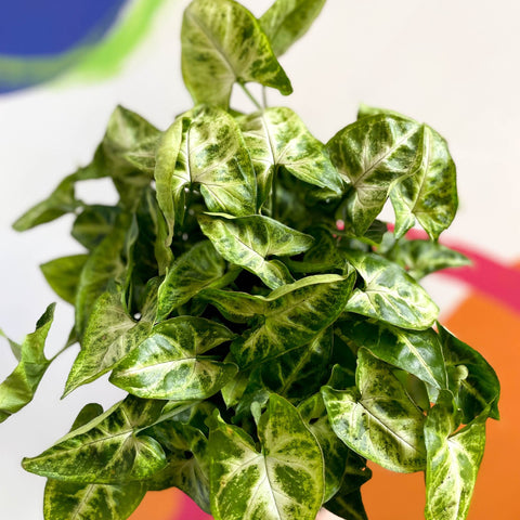 Arrowhead Vine - Syngonium podophyllum 'Pixie' - British Grown - Sprouts of Bristol