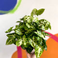 Arrowhead Vine - Syngonium podophyllum 'Pixie' - British Grown - Sprouts of Bristol