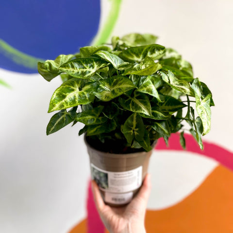 Arrowhead Vine - Syngonium podophyllum 'Pixie' - British Grown - Sprouts of Bristol