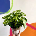 Arrowhead Vine - Syngonium podophyllum 'Pixie' - British Grown - Sprouts of Bristol