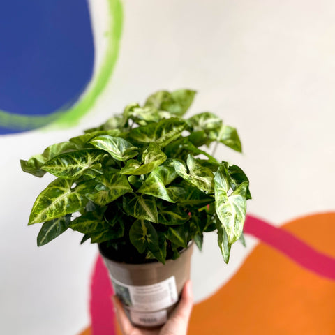 Arrowhead Vine - Syngonium podophyllum 'Pixie' - British Grown - Sprouts of Bristol