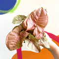 Arrowhead Vine - Syngonium podophyllum 'Red Heart' - British Grown - Sprouts of Bristol