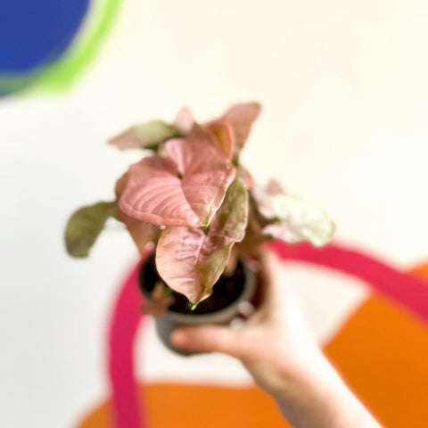 Arrowhead Vine - Syngonium podophyllum 'Red Heart' - British Grown - Sprouts of Bristol