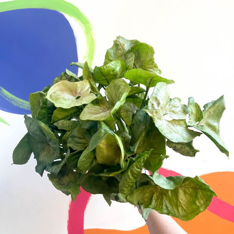 Arrowhead Vine - Syngonium podophyllum 'Tropicana' - British Grown - Sprouts of Bristol