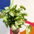 Arrowhead Vine - Syngonium podophyllum 'White Butterfly' - British Grown - Sprouts of Bristol
