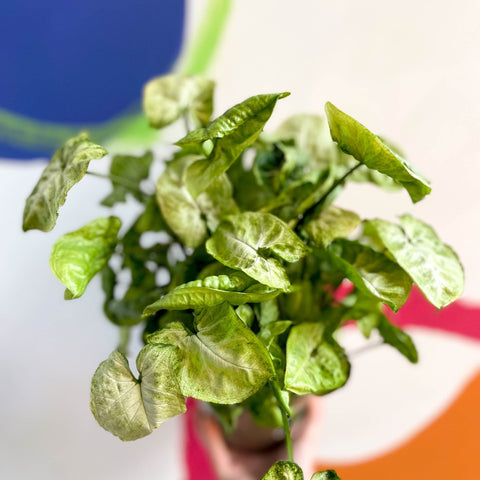 Arrowhead Vine - Syngonium podophyllum 'White Butterfly' - British Grown - Sprouts of Bristol