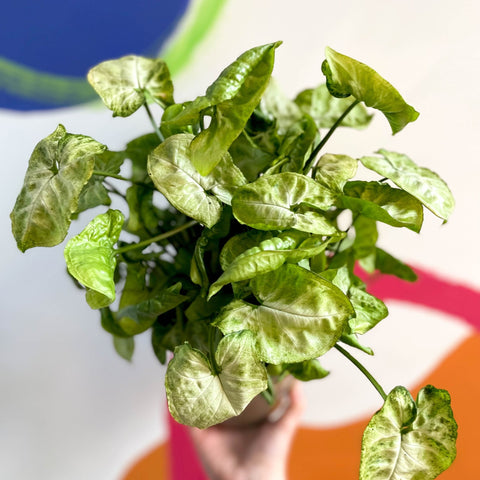 Arrowhead Vine - Syngonium podophyllum 'White Butterfly' - British Grown - Sprouts of Bristol