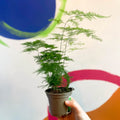 Asparagus Fern - Asparagus setaceus - British Grown - Sprouts of Bristol