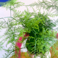 Asparagus Fern - Asparagus setaceus - British Grown - Sprouts of Bristol