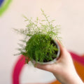 Asparagus Fern - Asparagus setaceus - British Grown - Sprouts of Bristol