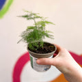 Asparagus Fern - Asparagus setaceus - British Grown - Sprouts of Bristol