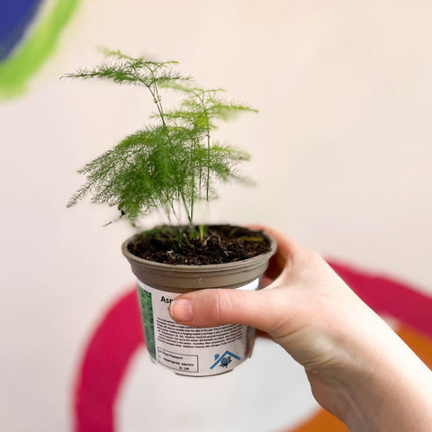 Asparagus Fern - Asparagus setaceus - British Grown - Sprouts of Bristol