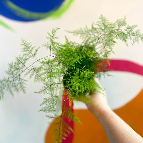 Asparagus Fern - Asparagus setaceus - British Grown - Sprouts of Bristol