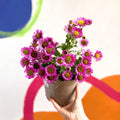 Aster 'Magic Purple' - Cotswold Grown Perennial - Sprouts of Bristol