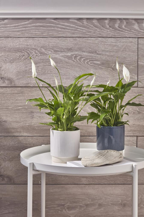 Athens Reactive Glazed Ribbed Planter in Blue - Sprouts of Bristol