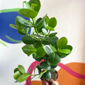 Autograph Tree - Clusia rosea 'Princess' - Sprouts of Bristol
