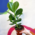 Autograph Tree - Clusia rosea 'Princess' - Sprouts of Bristol