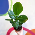 Autograph Tree - Clusia rosea 'Princess' - Sprouts of Bristol