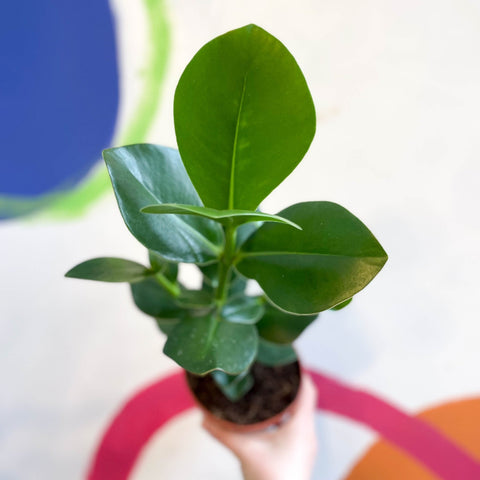 Autograph Tree - Clusia rosea 'Princess' - Sprouts of Bristol