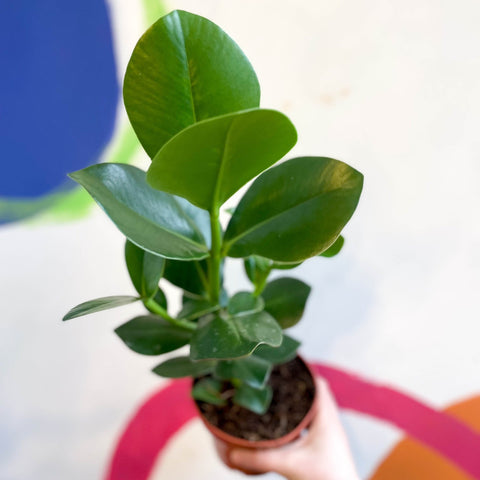 Autograph Tree - Clusia rosea 'Princess' - Sprouts of Bristol