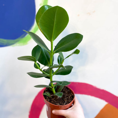 Autograph Tree - Clusia rosea 'Princess' - Sprouts of Bristol