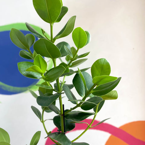 Autograph Tree - Clusia rosea 'Princess' - Sprouts of Bristol