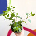 Autumn Sage - Salvia greggii 'Hot Lips' - British Grown Perennial - Sprouts of Bristol