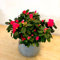 Azalea 'Flandresse' - Rhododendron simsii - Sprouts of Bristol