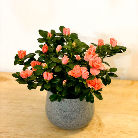 Azalea 'Flandresse' - Rhododendron simsii - Sprouts of Bristol