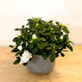 Azalea 'Flandresse' - Rhododendron simsii - Sprouts of Bristol