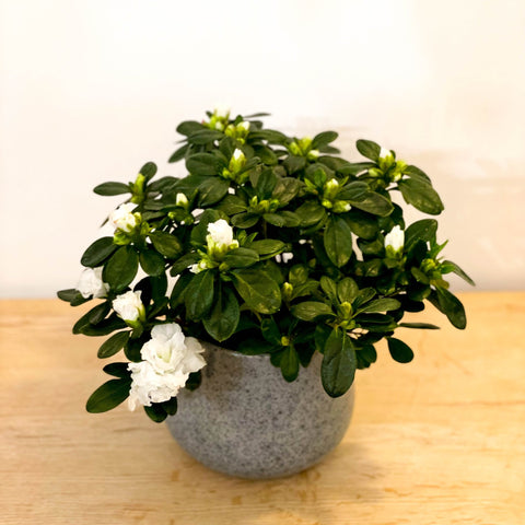 Azalea 'Flandresse' - Rhododendron simsii - Sprouts of Bristol